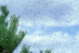 Image result for Swarms of Flying Ants