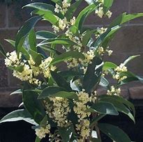 Image result for Fragrant Tea Olive Tree