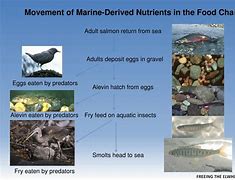 Image result for Marine Nutrients