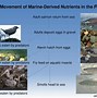 Image result for Marine Nutrients