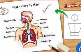 Image result for Respiratory System Chart for Kids