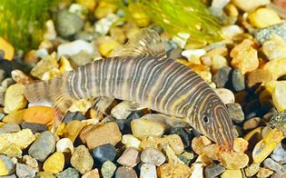 Image result for Best Loaches for Eating Snails