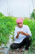 Image result for Chilli Farming