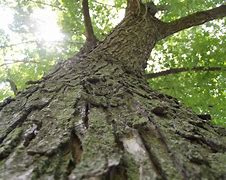 Image result for Tree Bark From Worms Eye View