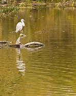 Image result for Snowy Heron