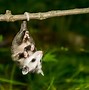 Image result for Possum Babies