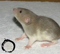 Image result for Russian Blue Rat