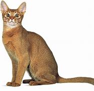 Image result for Egypiitan Cat Nft