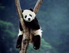 Image result for Background Wallpaper for Laptop Graffiti Panda