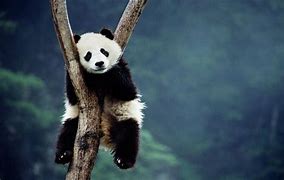 Image result for Panda Remote