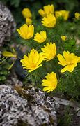 Image result for Adonis Plant