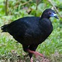 Image result for Black Guan