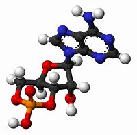 Image result for Adenosine