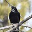 Image result for Photo of a Raven