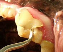 Image result for Dog Fractured Tooth