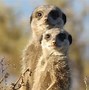 Image result for 10 cutest animals