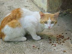 Image result for Pashmac The Cat