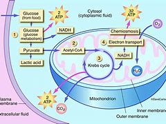 Image result for Aerobic Cellular Respiration