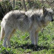 Image result for Husky Wolf Mix