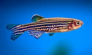 Image result for Flying Zebra Fish