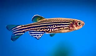 Image result for Green Zebra Fish