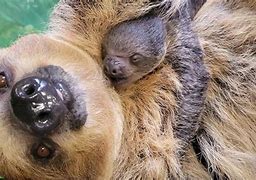 Image result for White Sloth Baby