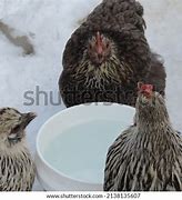 Image result for Chicken Drink Water