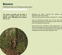 Image result for Bushpig