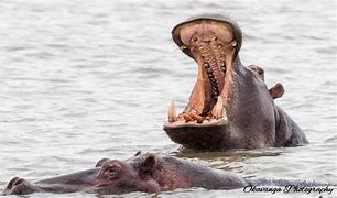 Image result for Hippo Yawn