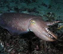 Image result for Sebal Fish