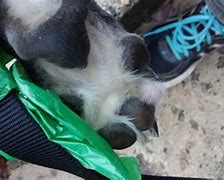 Image result for Greyhound Dislocated Toe