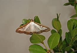 Image result for Box Moth Eggs