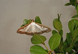 Image result for Box Tree Moth Us Map