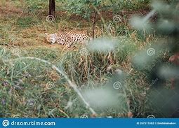 Image result for Leopard Lying Wooden Surface Zoo