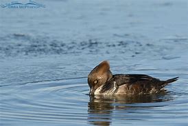 Image result for Immature Male Hooded Merganser