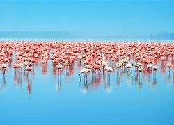 Image result for Lake Nakuru Park