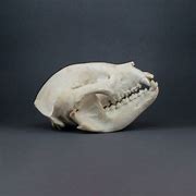 Image result for Skull Panda Rose