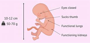 Image result for 15 Weeks Uterus