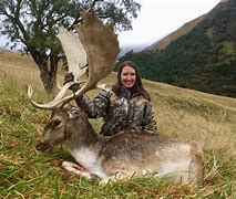 Image result for Fallow Deer in NZ