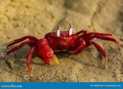 Image result for Xabungle Crab