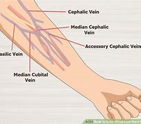 Image result for Veins On Forearm