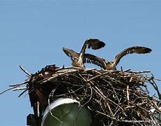 Image result for Osprey Male vs Female