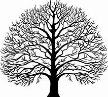 Image result for Line Drawn Tree