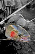 Image result for Steelhead Fly Fishing