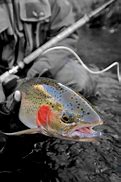 Image result for Steelhead Fly Fishing