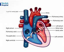 Image result for Qua Tim Khong Nen