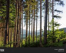 Image result for Bright Green Nature Trees Forest