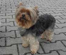 Image result for Maltese X Yorkie