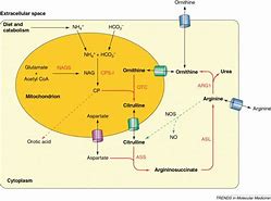 Image result for Lysinuric Protein Intolerance