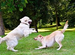 Image result for Dogs Play Fighting